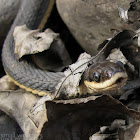 Queen Snake