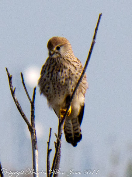 Spotting Image 1