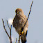Kestrel