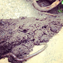 Worm