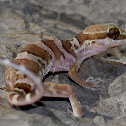 Ring-tailed Gecko
