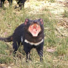 Tasmanian Devil