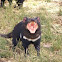 Tasmanian Devil