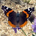 Red Admiral Butterfly