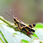 grasshopper