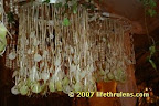 hanging garden hanging garden
