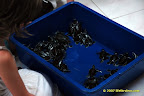 the lucky ones waiting to be released