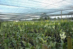 orchid farm orchid farm