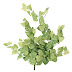 FLORAL GREENARY