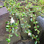 Cotoneaster