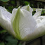 Clematis