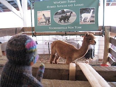 Seymour alpaca