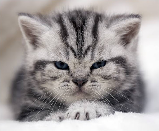 Tinypaw Mentor: Willowfeather