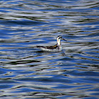 Red-necked Phalarope (juvenile)