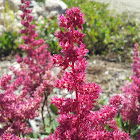 Pink Astilbe (or False Spiraea)