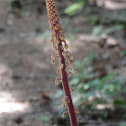 Pinedrops