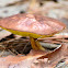 Larch bolete