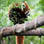 red panda