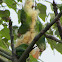 Plain Parakeet