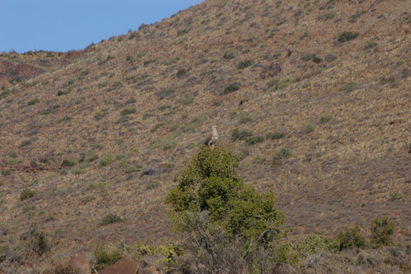 Spotting Image 1