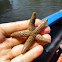 Sea Star