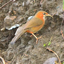 Rusty-Cheeked Scimitar-Babbler