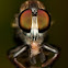 Robber Fly
