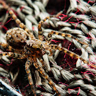 Wolfspider (Hogna sp.)