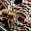 Wolfspider (Hogna sp.)