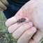 Ground beetle