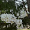 Bradford Pear Tree