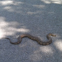 Northern Diamondbacked Watersnake