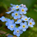 Forget-me-not