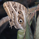 Illioneus Giant Owl