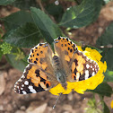 Painted Lady