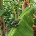 yellow-rumped warbler