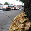 Chicken of the woods