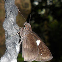 Common Banded Demon