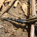 Gorgojo de hocico recto
