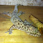 Mediterranean Gecko