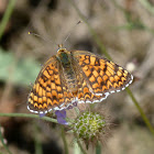 Ornata Fritillary