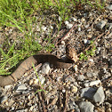Western cottonmouth