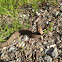 Western cottonmouth