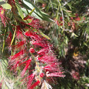 Dawson river bottlebrush