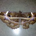 Owlet Moth