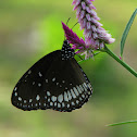 Common Crow