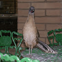 Chachalaca