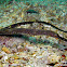 Slender Pipefish