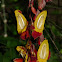 Sky Flower Vine