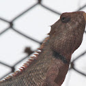 Changeable Lizard